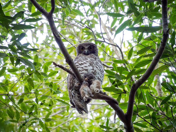 Powerful Owl with a ringtail possum, Terry's Creek, Epping-3