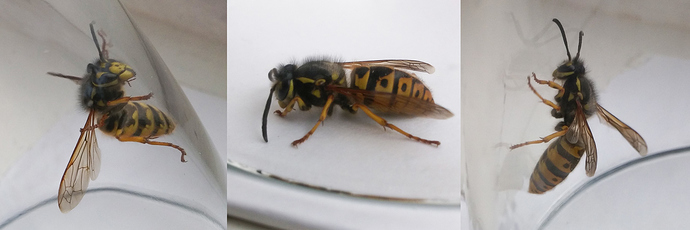 queen-wasp-montage