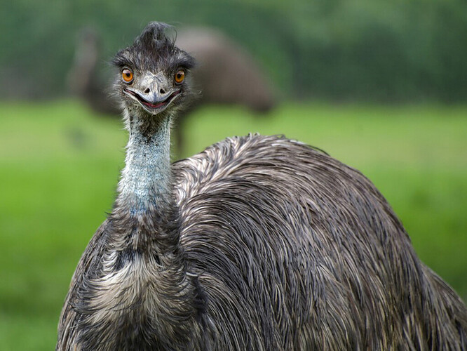 EMU1