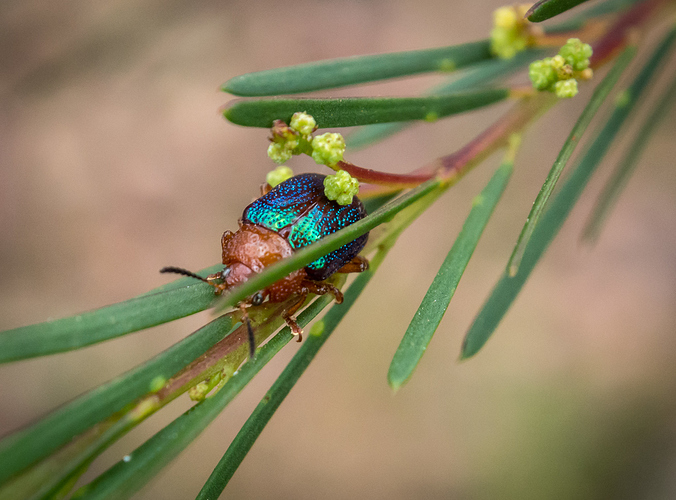 Iridescent beetle