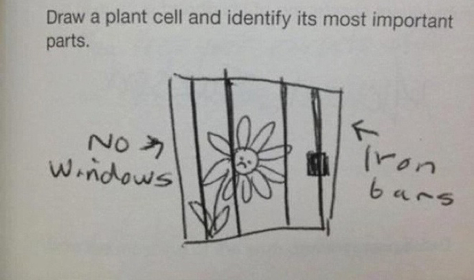 plant%20cell