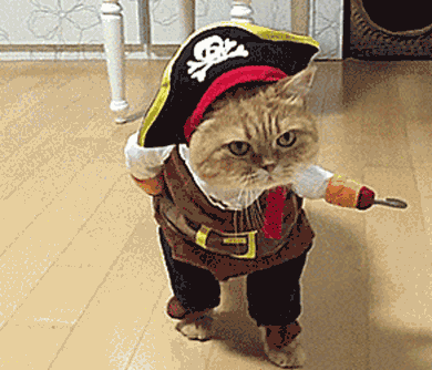 cat-pirate-costume