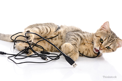 why-does-my-cat-chew-electrical-cords-465300336