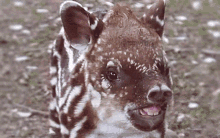 tapir-laser