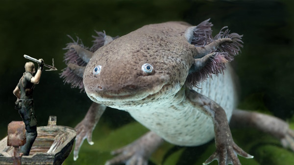 resident axolotl